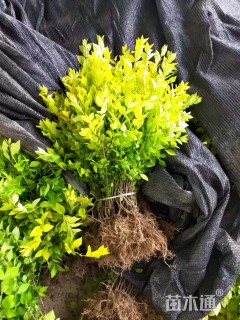 高度40厘米金叶女贞小苗