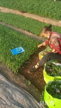 高度10厘米五叶委陵菜