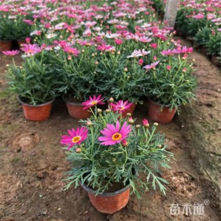 高度25厘米玛格丽特花