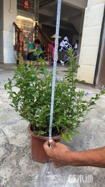 高度60厘米蓝雪花盆苗