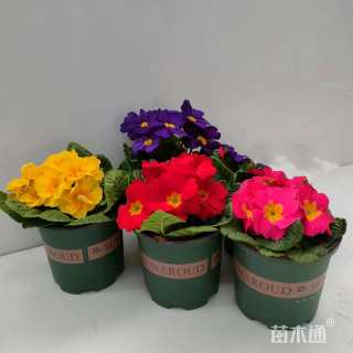 高度5厘米报春花