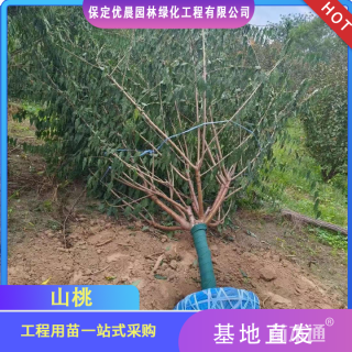 10公分山桃
