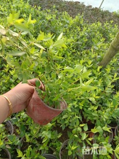 高度10厘米六道木