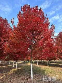 18公分美国红枫