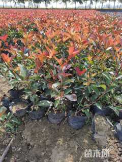 0.05公分红叶石楠