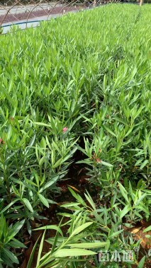 高度40厘米夹竹桃