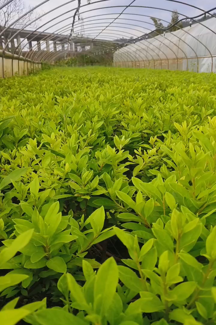 高度50厘米杜鹃