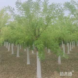 10公分高杆金枝槐