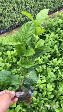 高度20厘米虎头茉莉