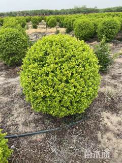 冠幅140厘米金叶女贞球