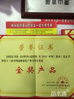 金边黄杨