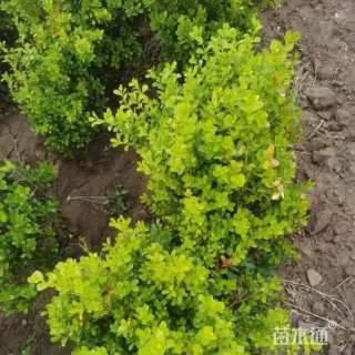 40厘米小叶扶芳藤