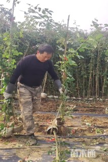 280厘米藤本月季