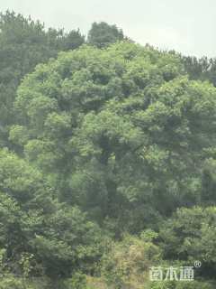 60公分香樟