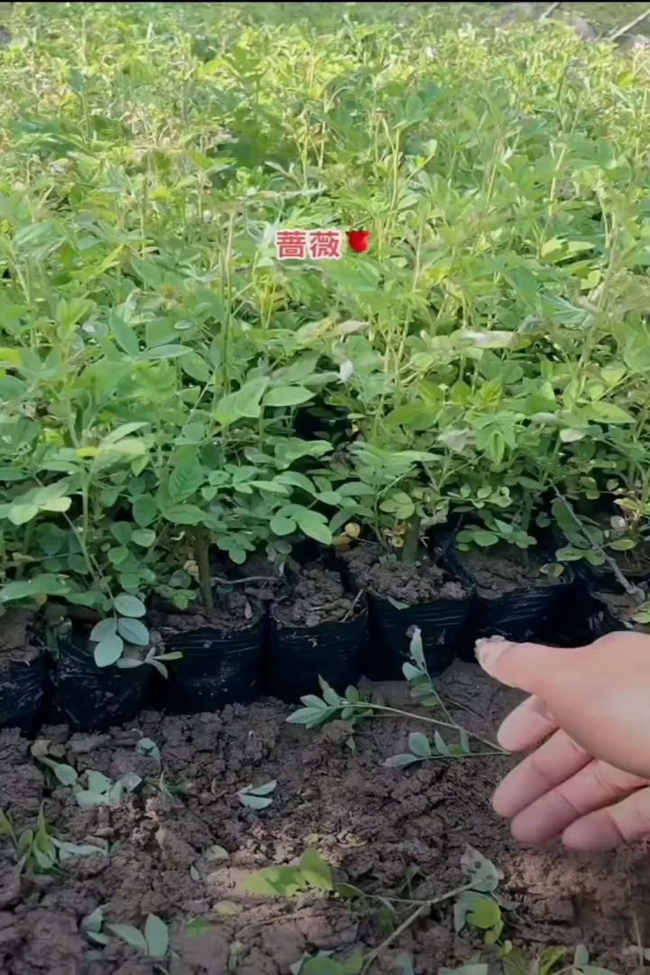 高度30厘米蔷薇