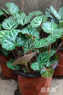 高度10厘米虎耳草