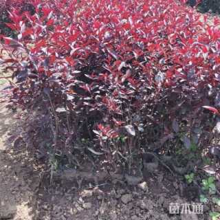 10公分紫叶矮樱