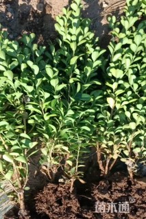 高度35厘米小叶黄杨