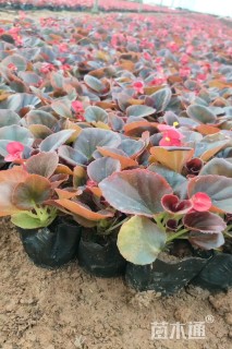 高度30厘米四季海棠