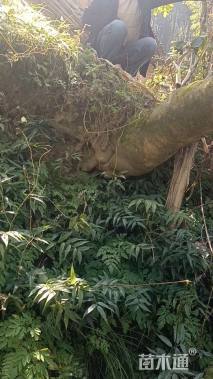 高度6700厘米茶花
