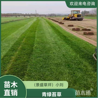 高度4厘米青绿苔草