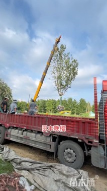 11公分日本晚樱