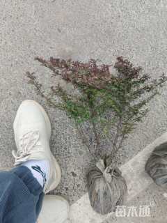 高度40厘米小丑火棘