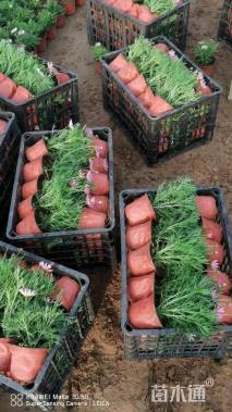 高度15厘米玛格丽特花