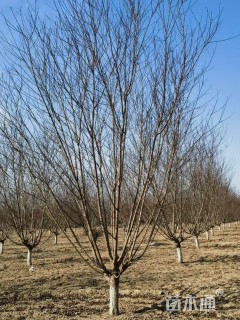 12公分红叶碧桃