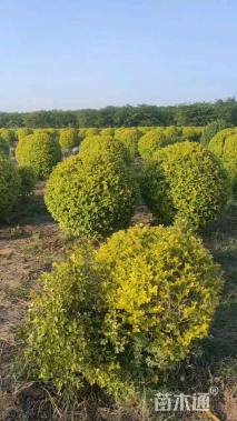 冠幅150厘米金叶女贞球