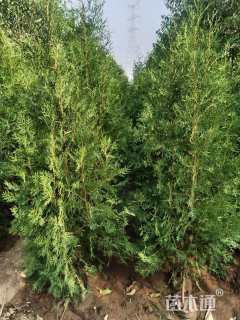 高度4500厘米侧柏