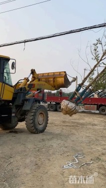 45公分丛生乌桕