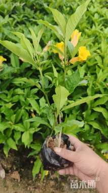 高度25厘米硬枝黄蝉