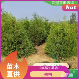 高度200厘米侧柏