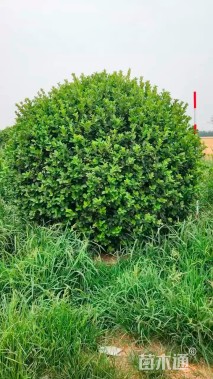 冠幅250厘米胶东卫矛球