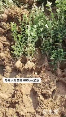 高度60厘米大叶黄杨