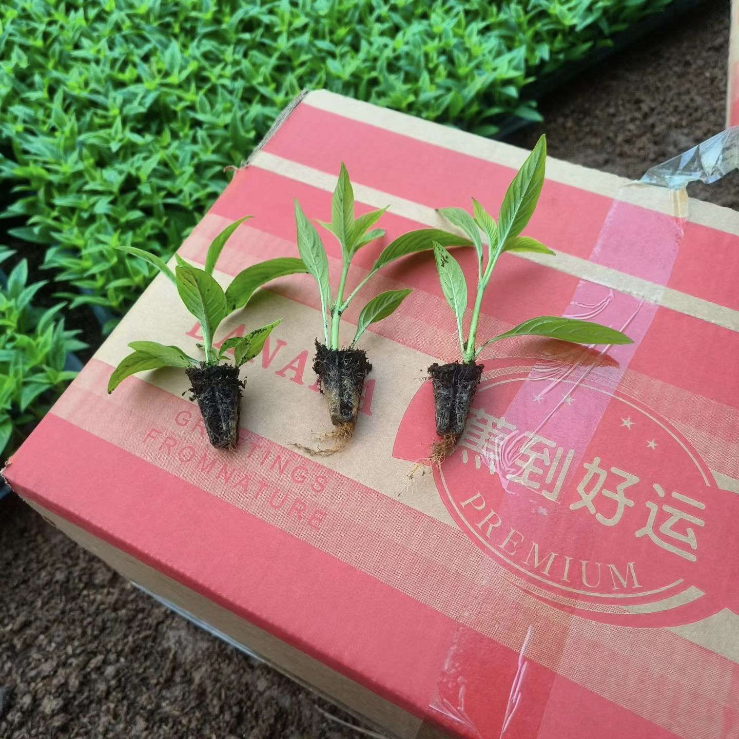 高度10厘米夏堇