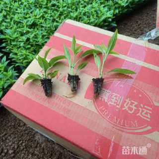高度10厘米夏堇