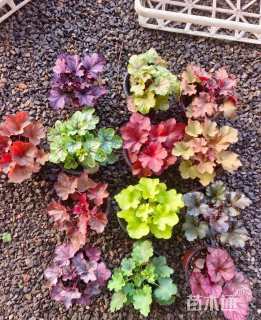 高度17厘米优质矾根基地直销