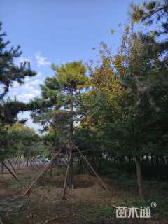 高度900厘米油松