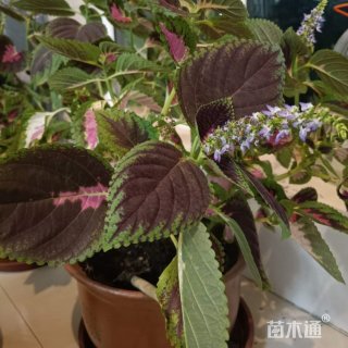 高度15厘米紫苏