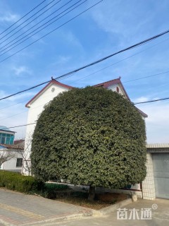 20公分桂花