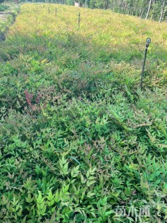 高度50厘米南天竹