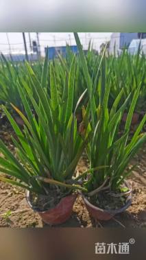 高度40厘米水生鸢尾