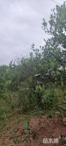 高度400厘米丛生胡柚