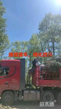 高度200厘米云杉