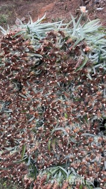 高度40厘米凤梨