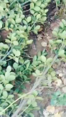 高度40厘米北海道黄杨