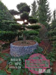 移栽苗造型罗汉松