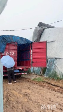 高度40厘米彩叶草